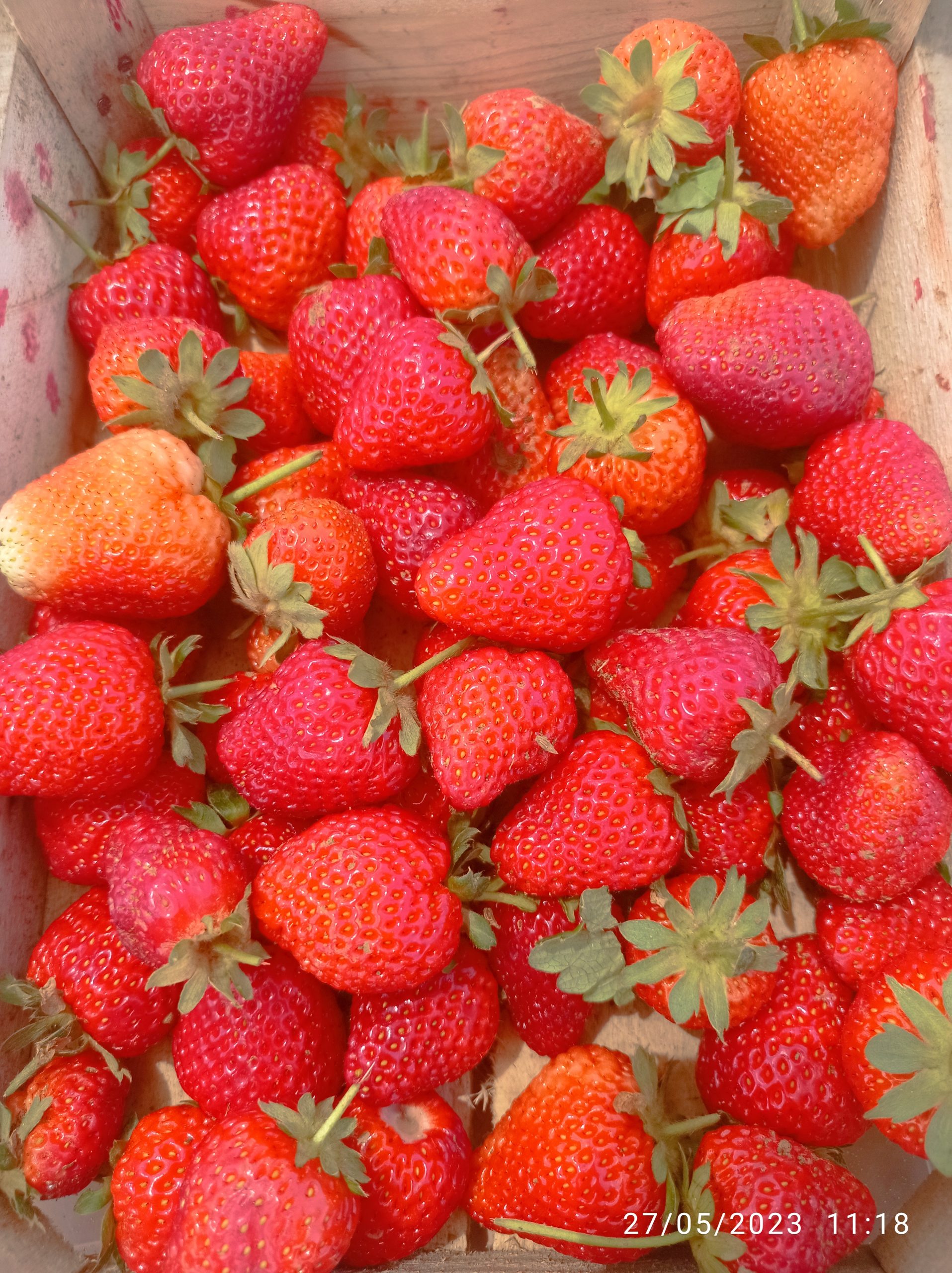 Meşhur Kuyulu Çileği görücüye çıktı