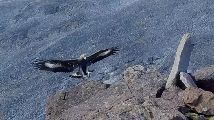 20 Aylık Bebek Dahil 4 Kişiye Saldıran Kartal Öldürüldü!