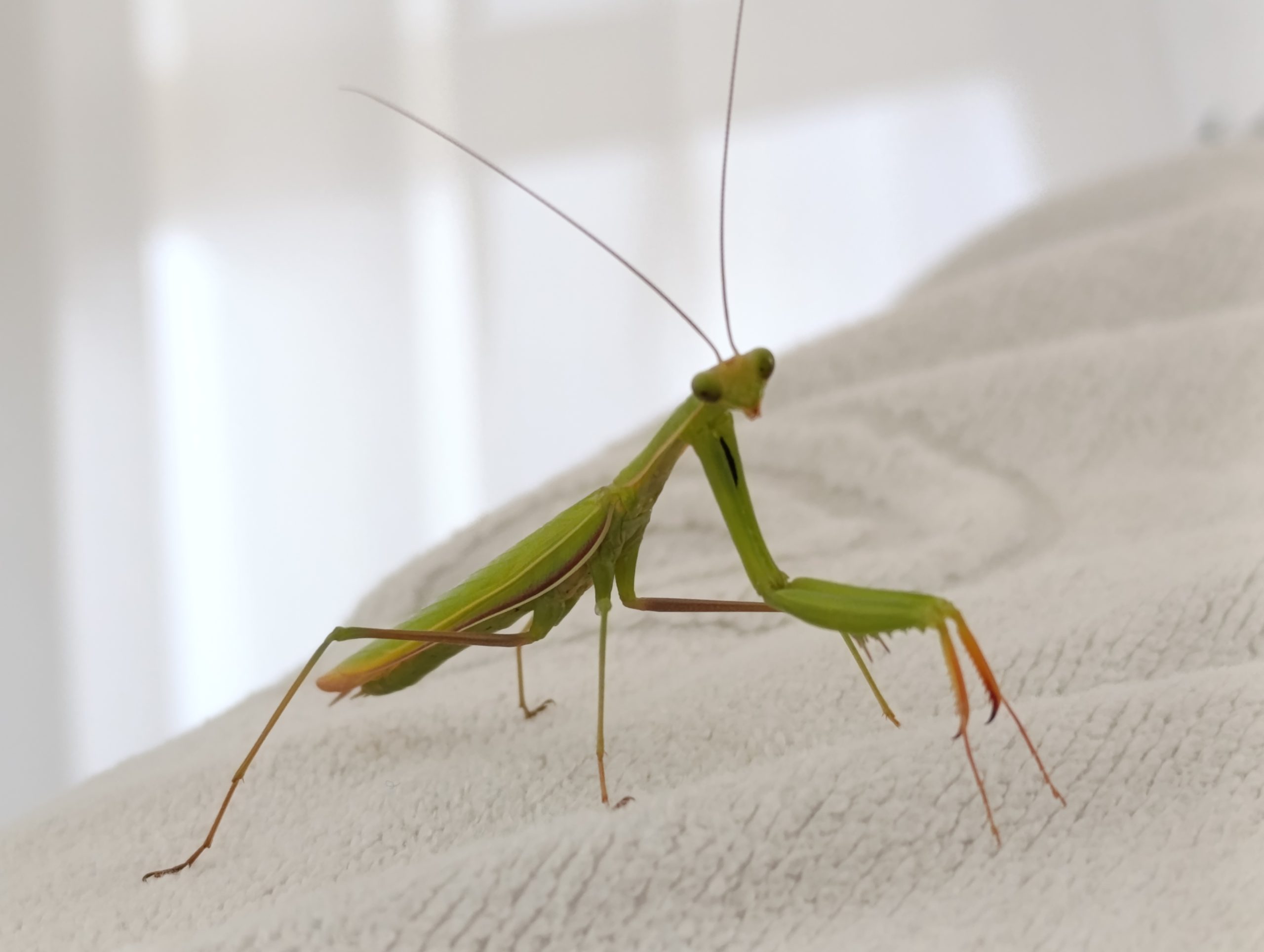 Peygamber Devesi Türü Olan Mantis Religiosa Türkiye’de Görüldü