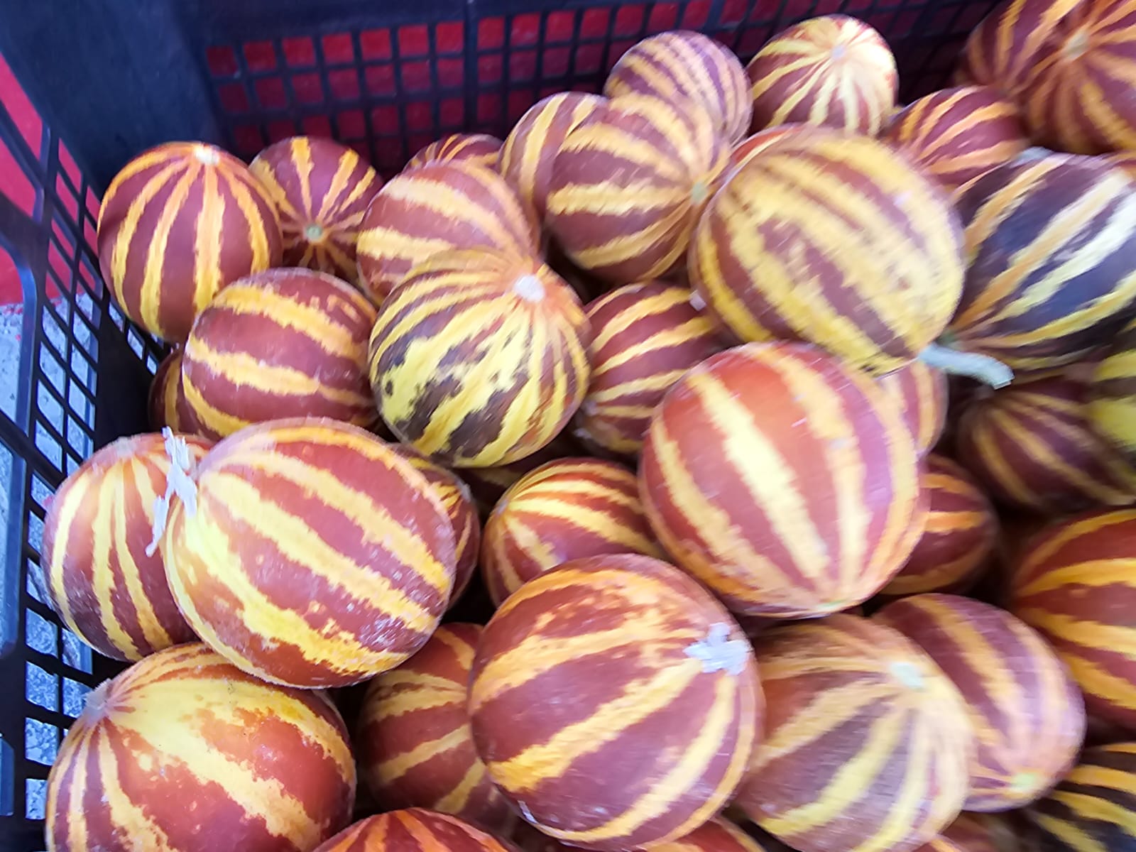 Elazığ’da mis kokulu şamama kavunları ilgi görüyor