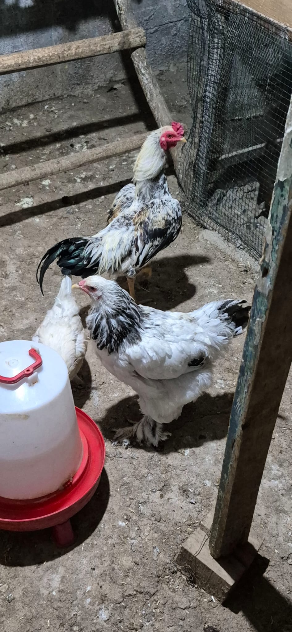 Elazığ’da Kayıp Tavuk Fatma Emül Aranıyor