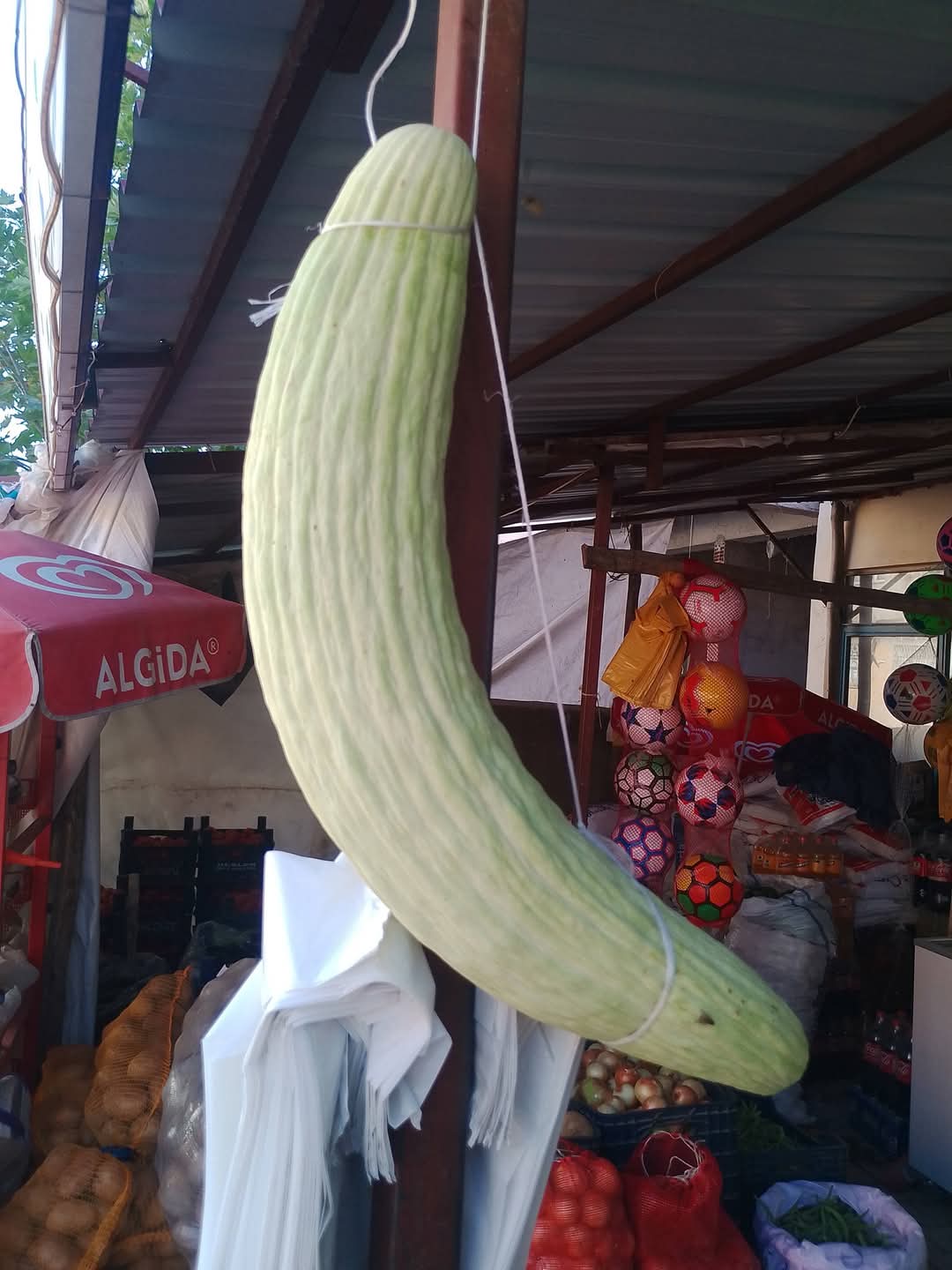 Elazığ’da böyle küte görülmedi,tam 2 kilo