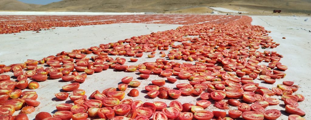 Elazığ’dan Avrupa Sofralarına:Domates İhracatıyla Ekonomiye Can Veriyor