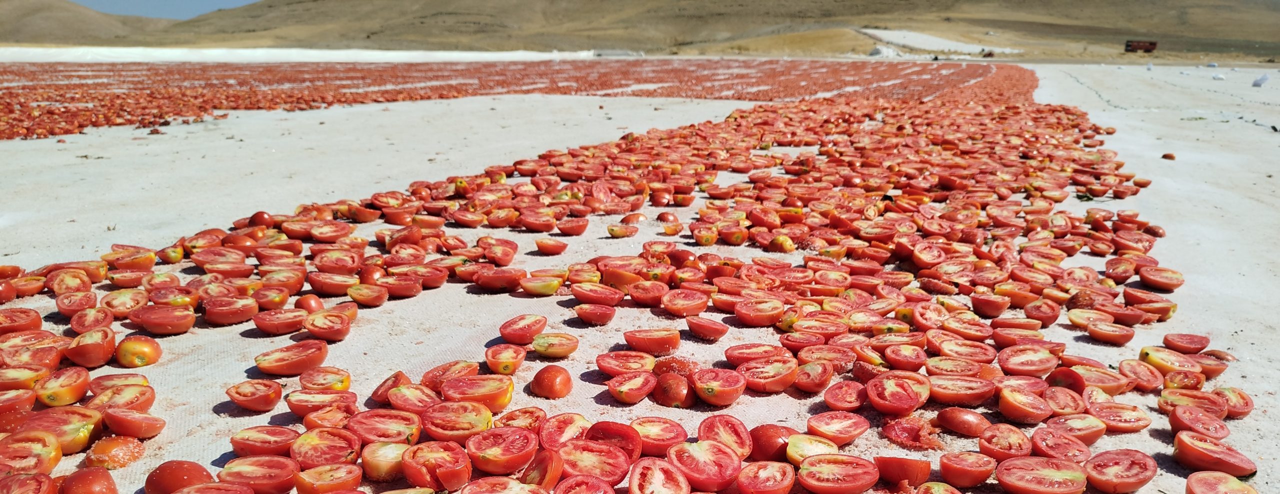 Elazığ’dan Avrupa Sofralarına:Domates İhracatıyla Ekonomiye Can Veriyor