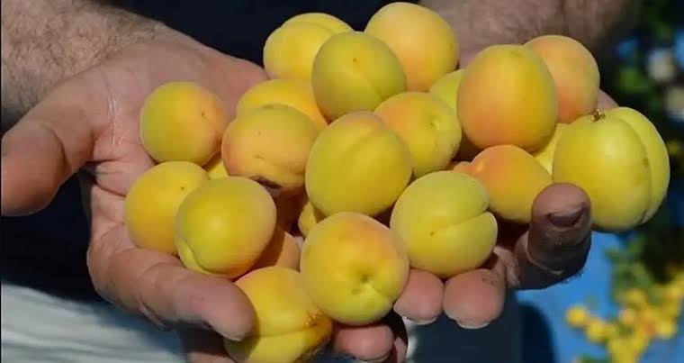 Elazığ’da Don son sonrası Kayısıcı üreticisi bizlere: Verilen Sözler Tutulmadı!