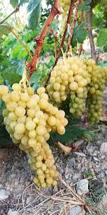 ELAZIĞ’DA ÜZÜM ÜRETİMİ ALARM VERİYOR: KÖYLERDE VERİM DÜŞÜYOR