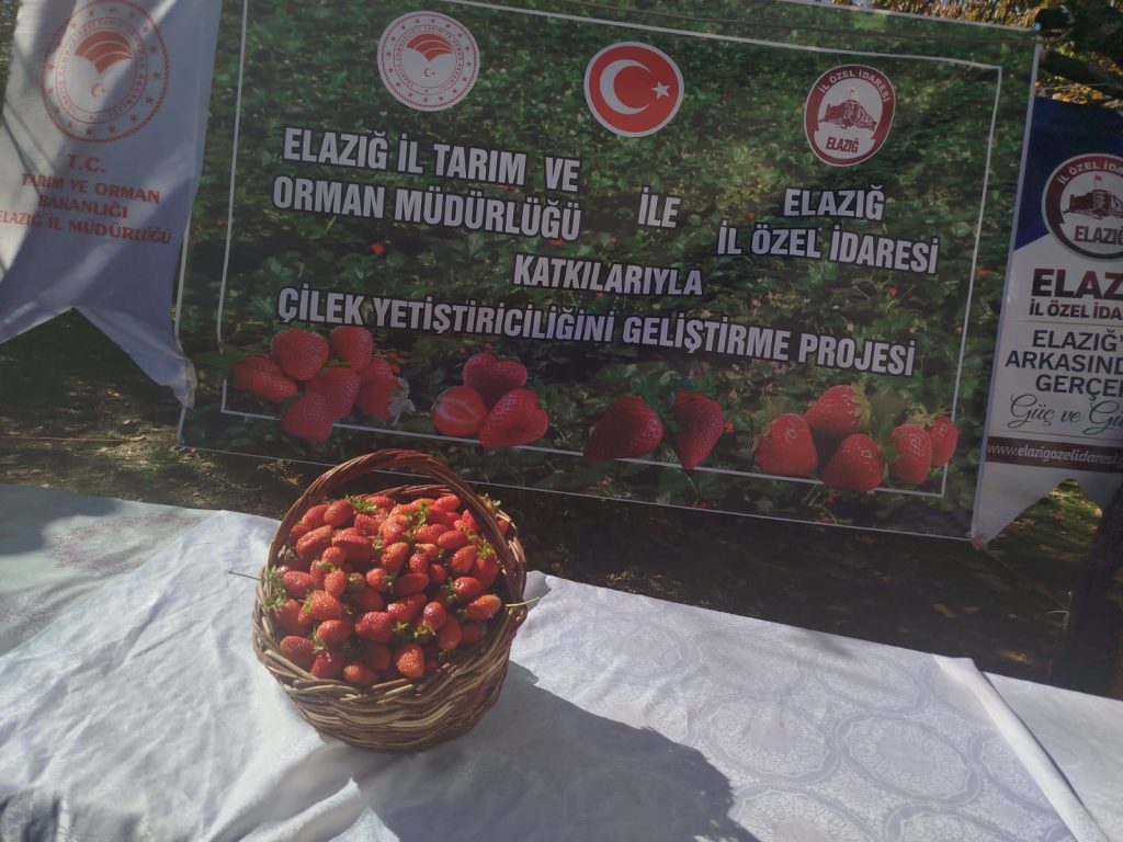 Gezin Beldesi’nde Çilek Bereketi Binlerce Fide Toprakla Buluştu 