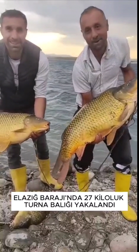 Elazığ Barajı’nda Dev Turna!