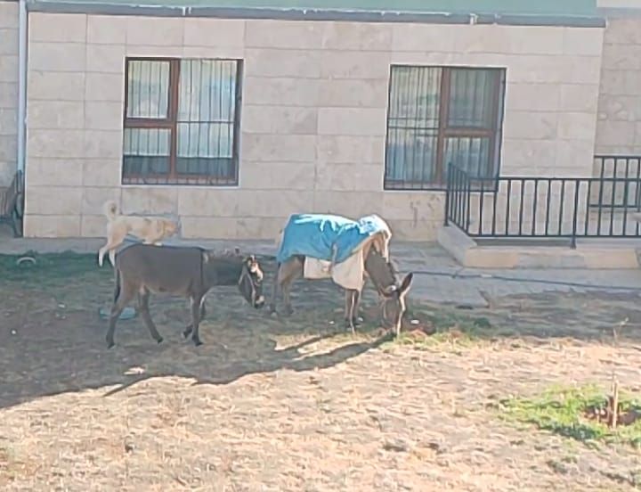 Yemişlik’te Sabah Sürprizi: Sokaklar Eşeklere Kaldı!