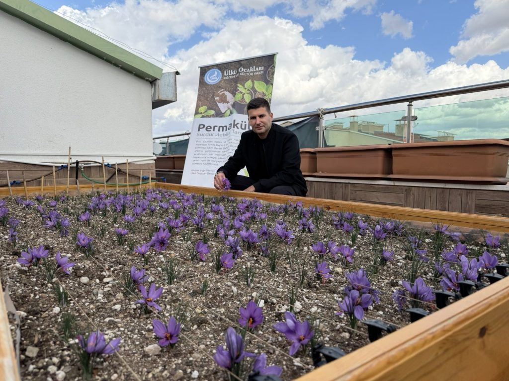 Ülkü Ocakları Genel Merkezi’nin Terasında Safran Hasadı