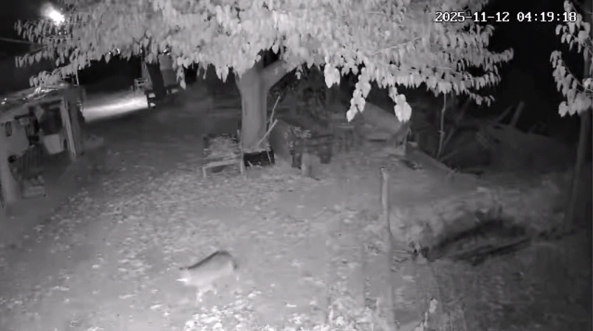 GÖKBELEN’DE GECE HAREKETLİLİĞİ: ÇAKAL TERMAL KAMERADA!