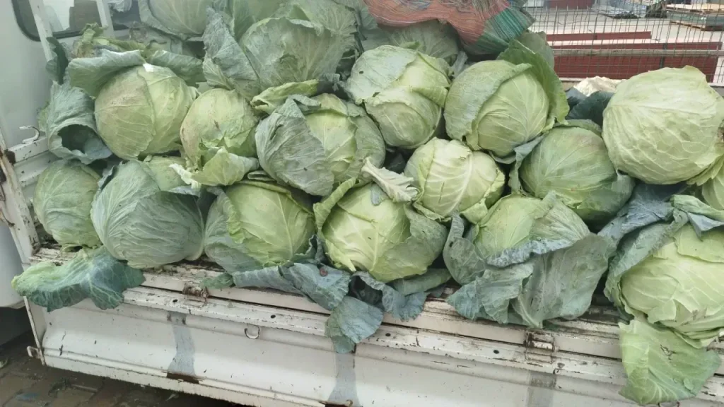 Elazığ’ın 74 Yıllık Lezzet Mirası: Kesrik Lahanası Pazarlarda Yeniden Göründü!