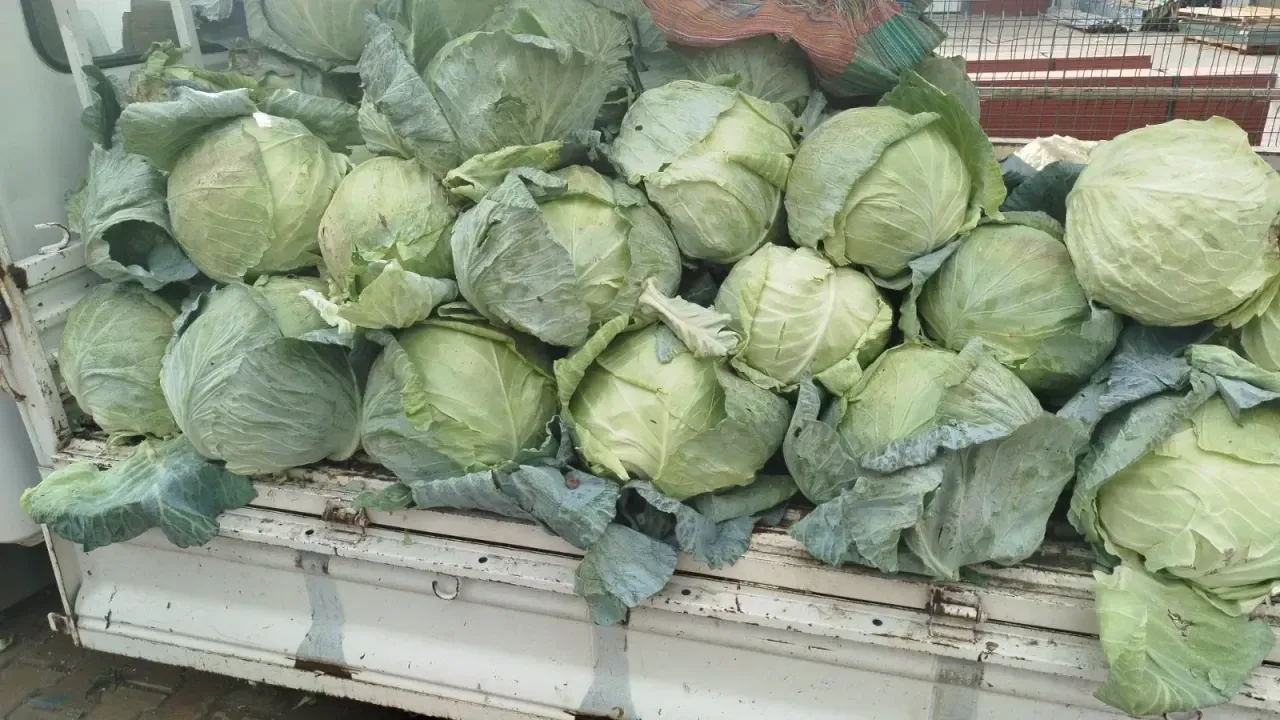 Elazığ’ın 74 Yıllık Lezzet Mirası: Kesrik Lahanası Pazarlarda Yeniden Göründü!