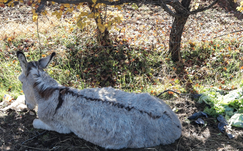 Nurallı Köyü’nde Vicdanları Yaralayan Görüntü