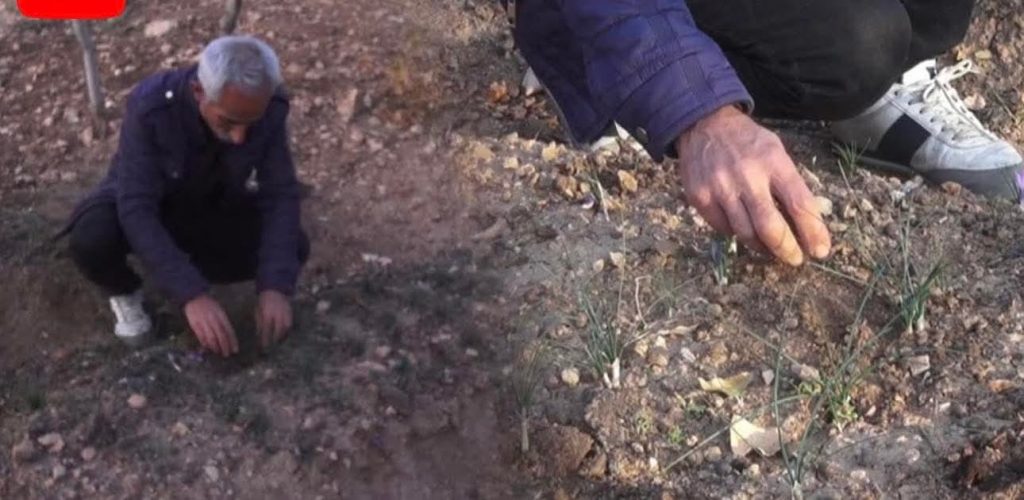 Batman’da “Kırmızı Altın” Mucizesi! 10 Metrekareden Beklenmeyen Verim: Gramı 600 TL