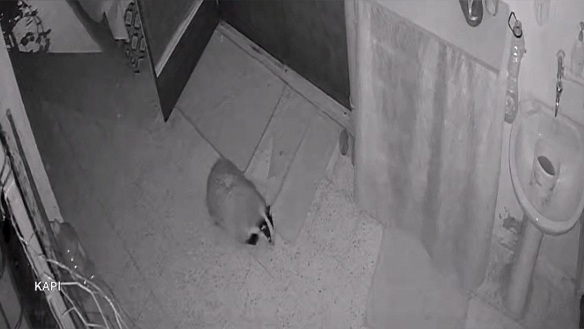 PORSUĞUN MAMA BASKINI!