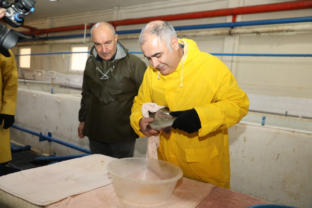 Keban’da Alabalık Üretimi Zirveye Çıkıyor: Sağım Çalışmaları Hızlandı