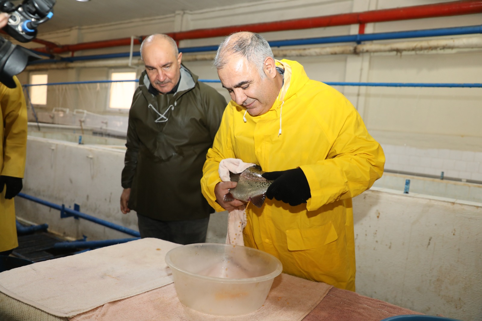 Keban’da Alabalık Üretimi Zirveye Çıkıyor: Sağım Çalışmaları Hızlandı