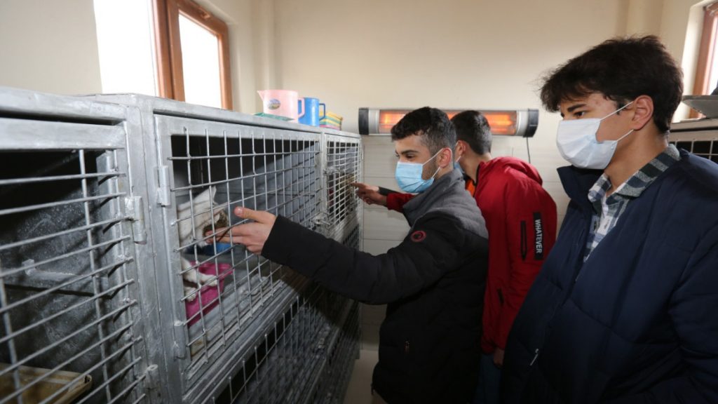 Elazığ Belediyesi Hayvan Barınağı Yoğun İlgi Görüyor: Ücretsiz ve Sağlıklı Sahiplendirme