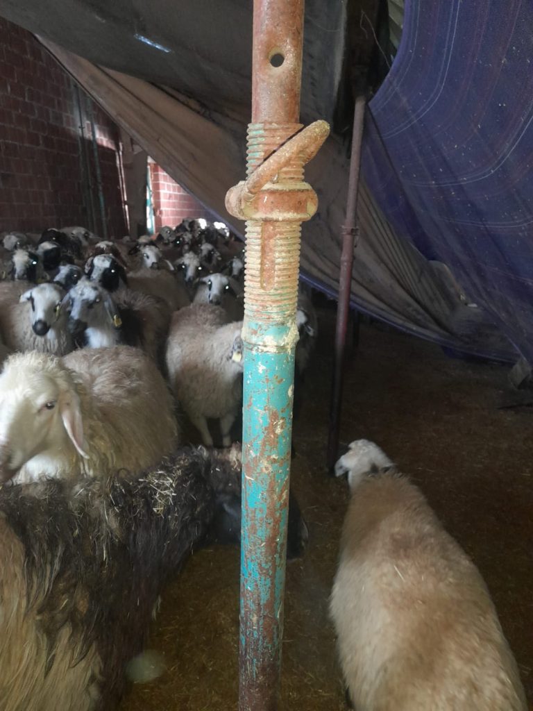 YOĞUN KAR AHIRI YIKTI, HAYVANLAR AÇIKTA