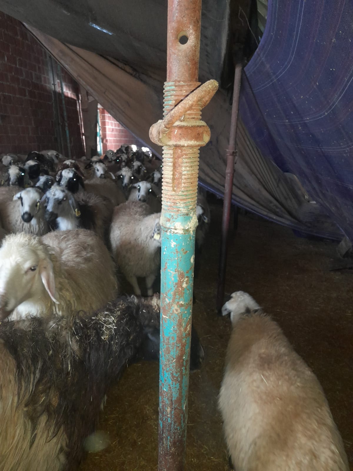 YOĞUN KAR AHIRI YIKTI, HAYVANLAR AÇIKTA