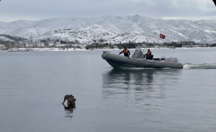 Elazığ Hazar Gölü’nde Sürpriz Misafir