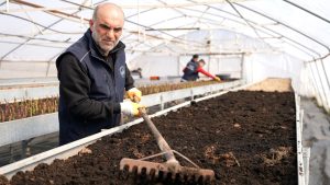 ELAZIĞ BELEDİYESİ’NDEN GÜL ÜRETİMİ