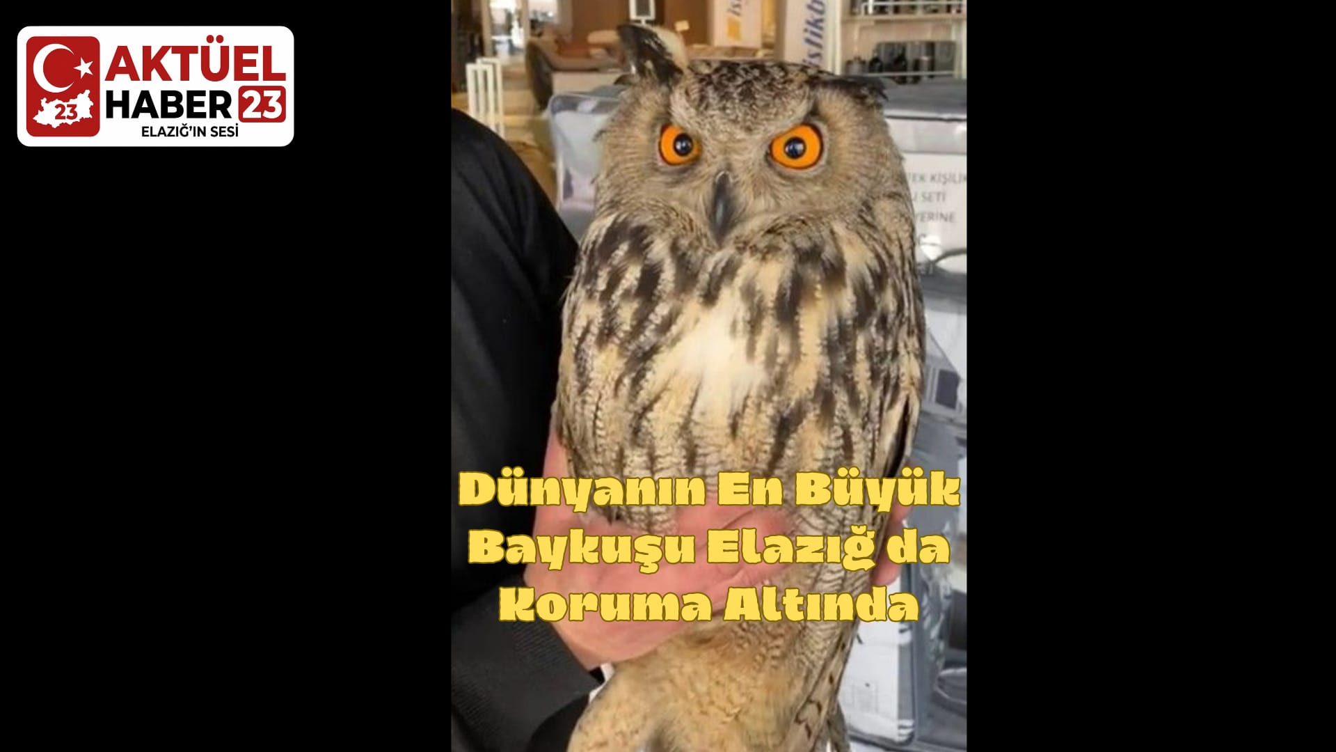 Dünyanın En Büyük Baykuşu Elazığ da Koruma Altında
