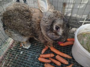 ELAZIĞ’DA GÖRENLER GÖZLERİNE İNANAMIYOR