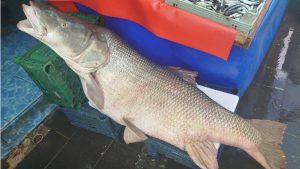 DEV TURNA BALIKLARI TEZGÂHTA