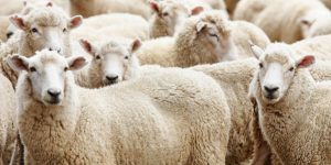 Elazığ’da Kurban Bayramı Hazırlıkları Şimdiden Başladı