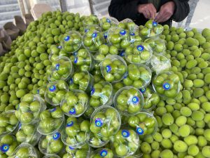 Elazığ’da Erik ve Çağlanın Fiyatı Dudak Uçuklatıyor