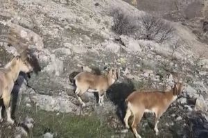 Elazığ’ın keban ilçesinde sürü halinde dağ keçileri dron görüntülendi