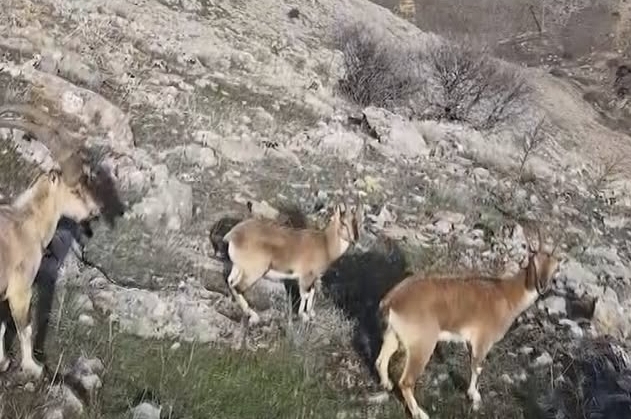 Elazığ’ın  keban ilçesinde sürü halinde dağ keçileri dron ile   görüntülendi