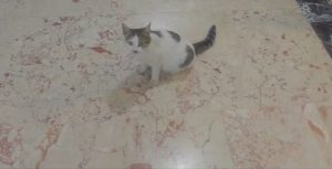 Üç Bacaklı Kedi Hastaneye Sığındı