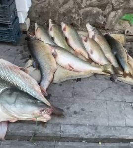 Elazığda  turna balığı yakalandı