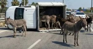 Kamyonetten eşekler  çıktı