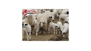 Besiciden Uyarı: “Ucuz Et Hayal Oldu”, Kurbanlık Fiyatları Zirveye Koşuyor