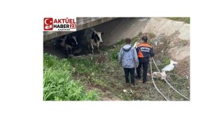 “Büyük Firar” Kayıp İnekler Bulundu