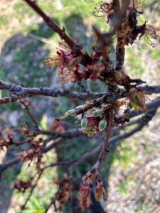 Baskil’de Kayısı Alarmı: Çiçekler Dökülüyor, Rekolte Riskte