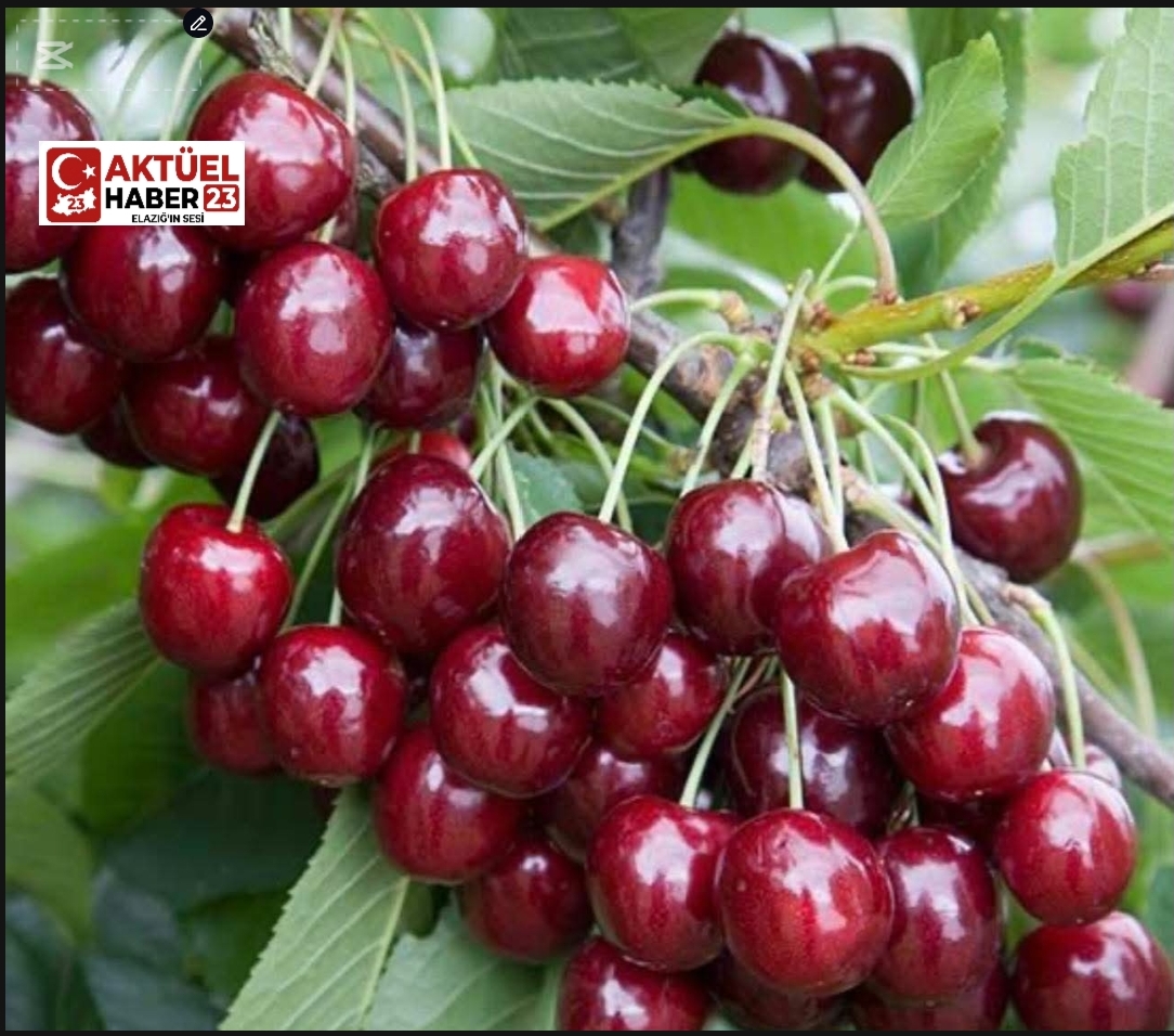 Manisa’da 2026 yılının ilk kiraz hasadı yapıldı.