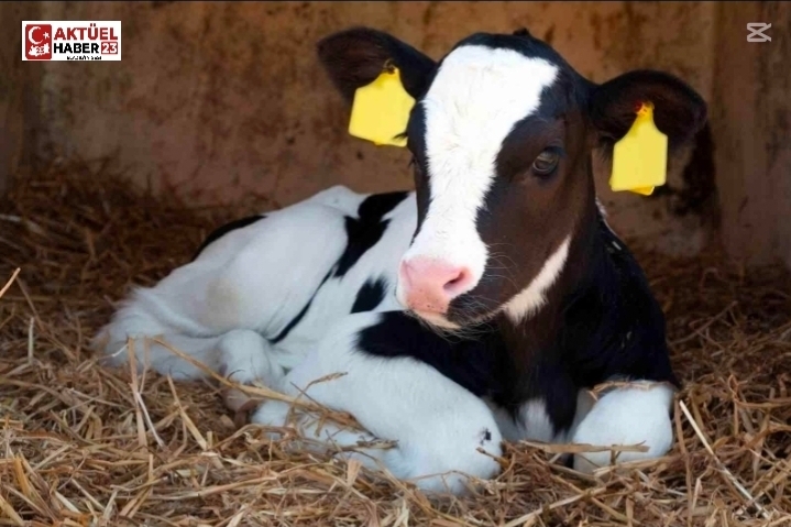 KURBAN KESİM ÜCRETLERİ KAÇ TL?