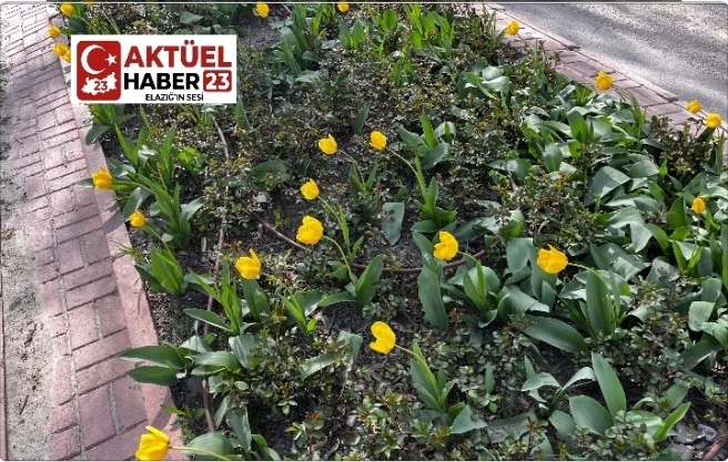 Elazığ Rengarenk: Lale Şöleni Şehri Büyüledi