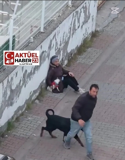 Rottweiler, küçük köpeğe saldırdı! Kadının çığlıkları mahalleyi inletti