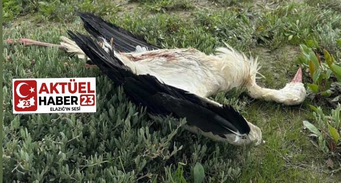 Göç Yolu Faciası: Hatay’da Leylekler Tüfekle Vuruldu