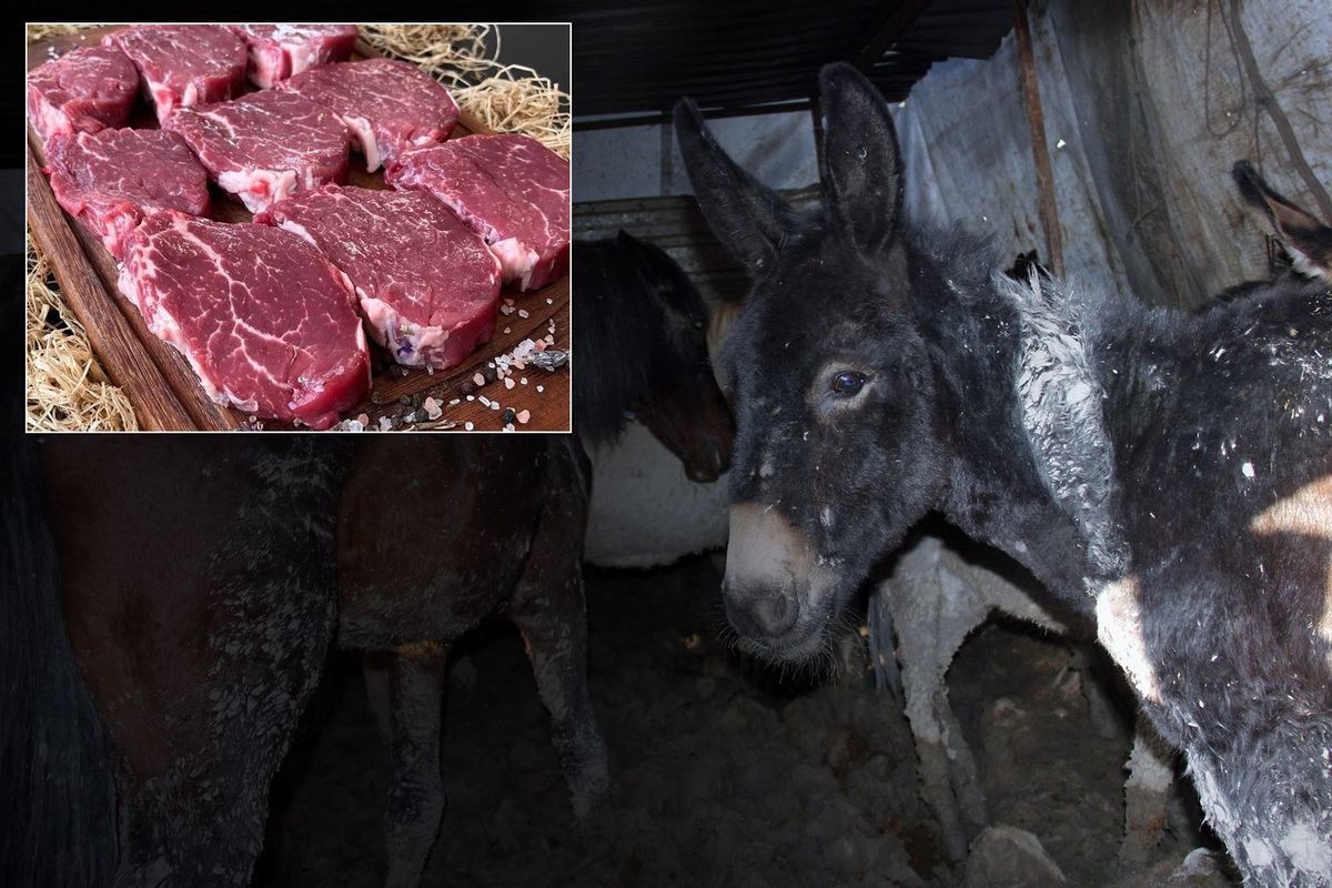 Vatandaşa At Ve Eşek Eti Yedirdiler