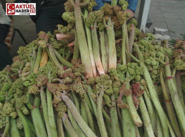 Işkın Altınla Yarışıyor