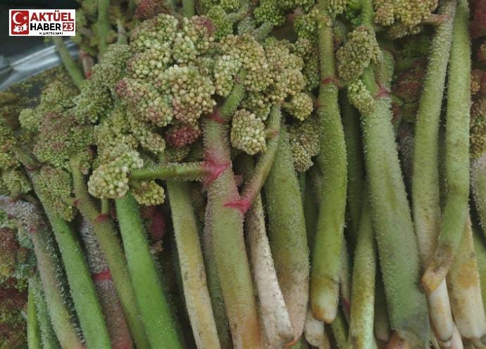 Işkın Altınla Yarışıyor