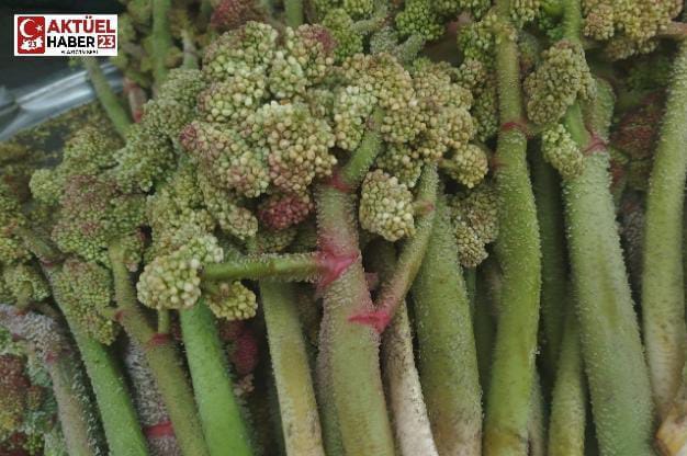 Işkın Altınla Yarışıyor