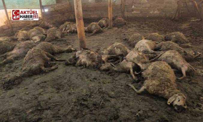 Malatya’nın Arguvan İlçesinde Ağıla Giren kurt, 40 Koyunu Öldürdü, 25 Koyunu Yaraladı